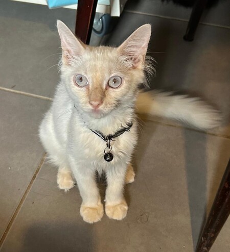 TIBALT