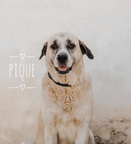 Piqué