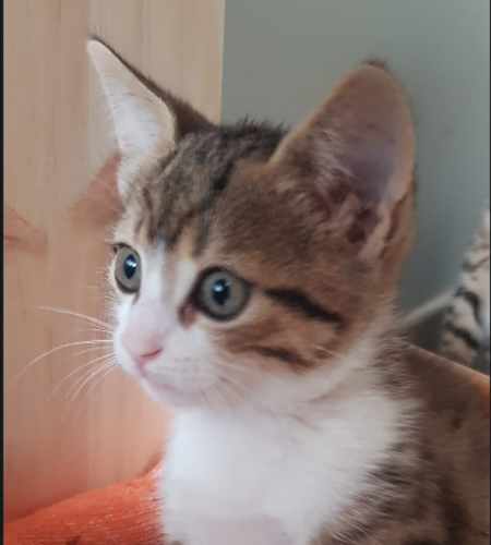 Barnabé