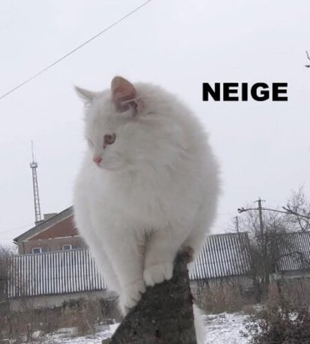 Neige