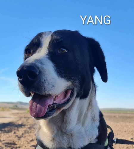 Yang