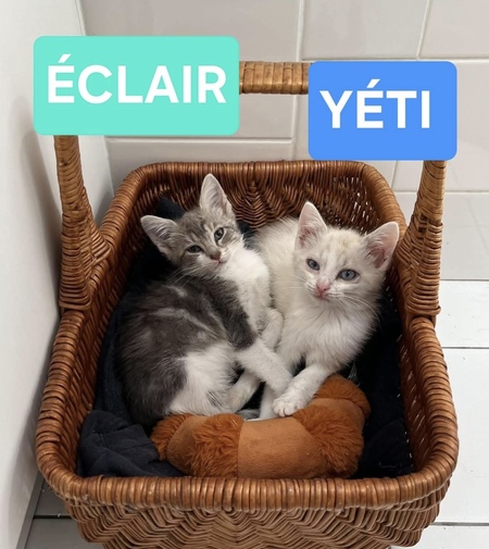 Éclair et Yéti Duo 