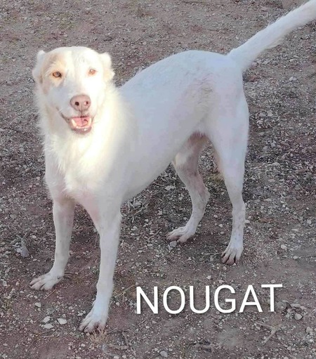 Nougat