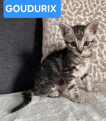 Goudurix 