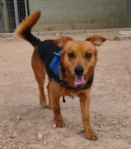 Bruno