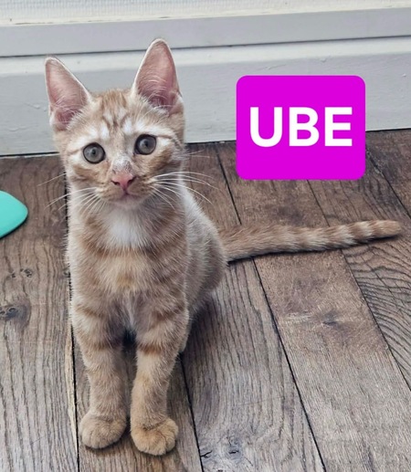 UBE