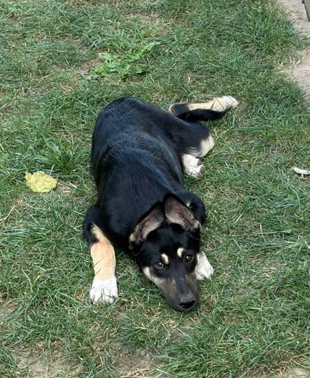 Lessie