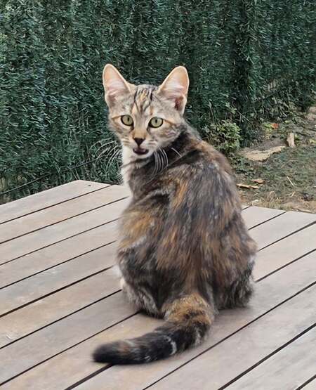 Bonnie
