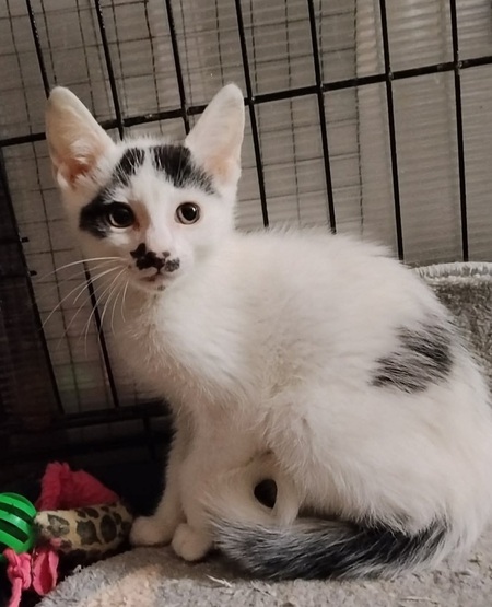 Bigoti