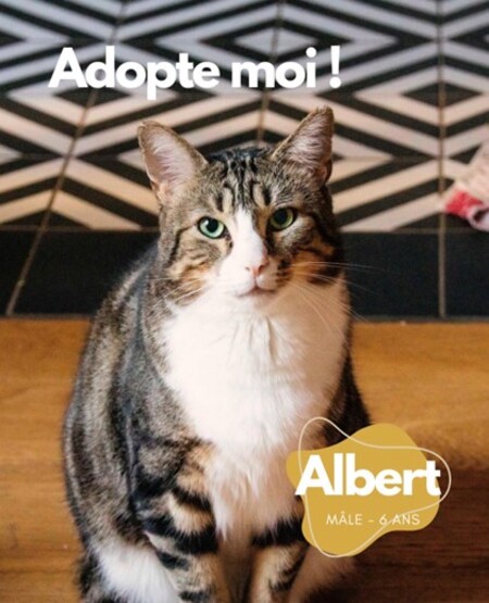 Albert