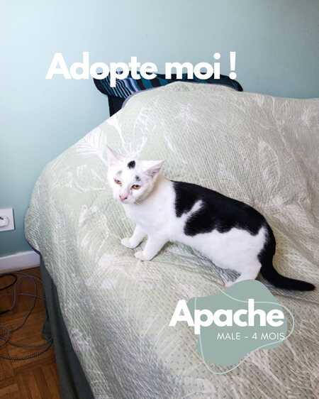 Apache