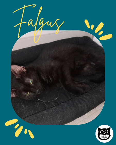Falgus