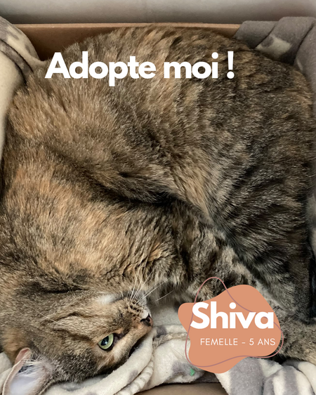 Shiva