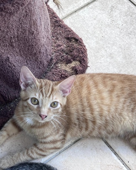 Simba 