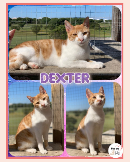 Dexter