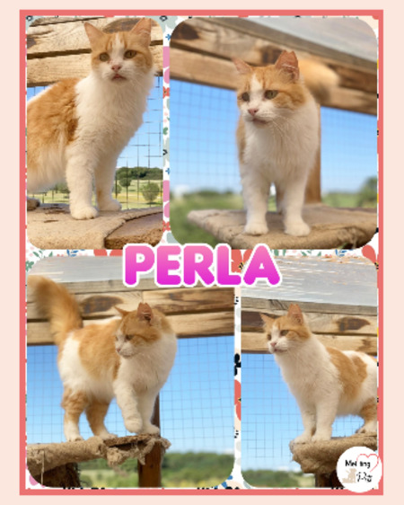 Perla