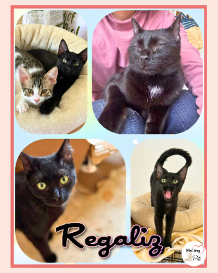 Regaliz