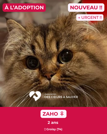 Zaho