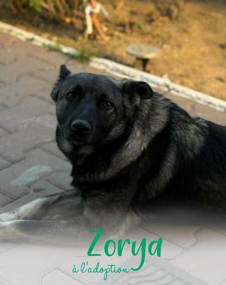 Zorya