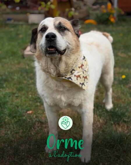 Orme