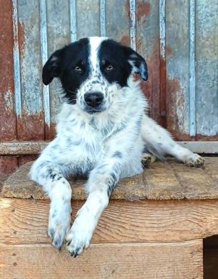 Pongo