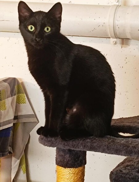 Bonnie