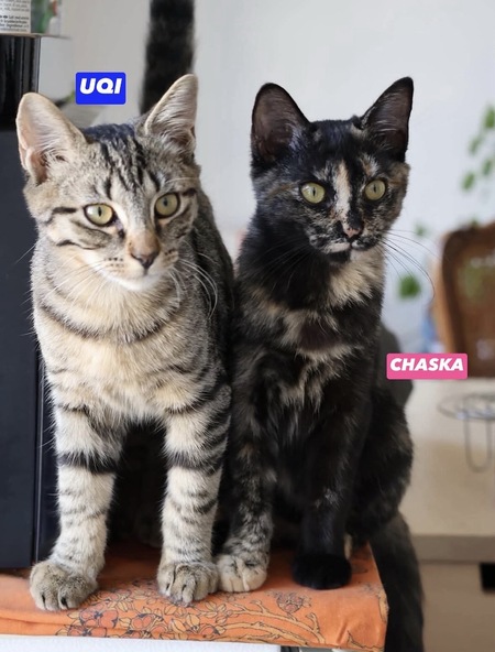 Chaska et Uqi 