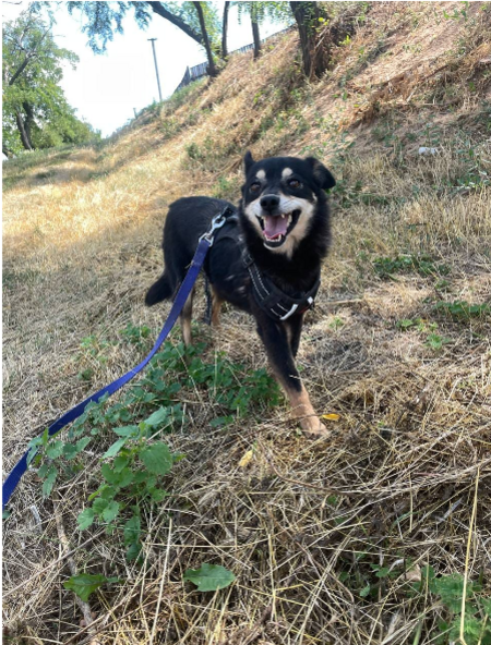 FLEUR, chien a adopter!