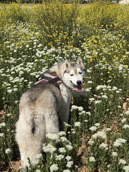 RAÏKO