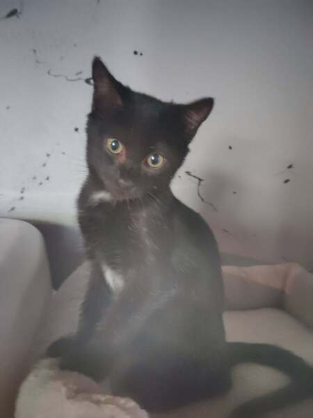 Bagheera