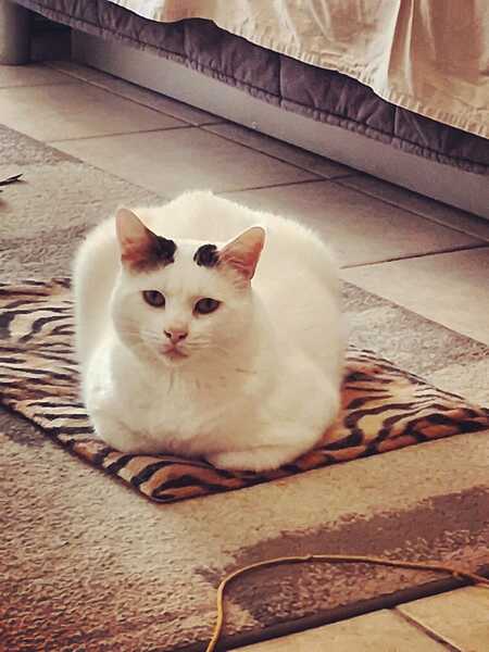 Mimi