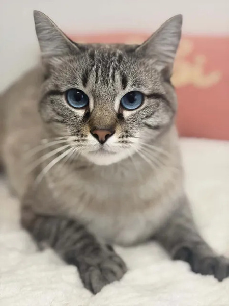 Bastet