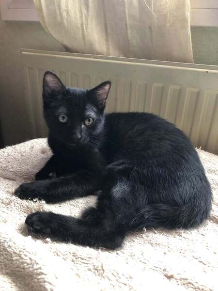Kuro