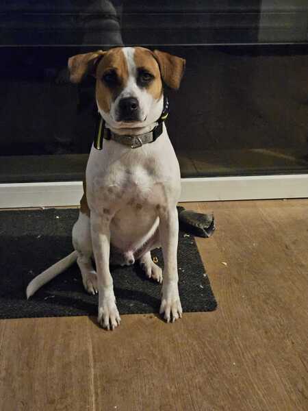Elliot