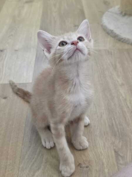 Maïko