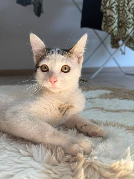 Loki