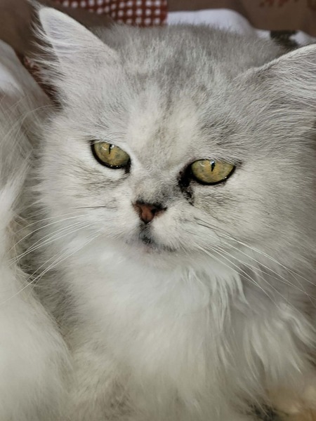 MILADY