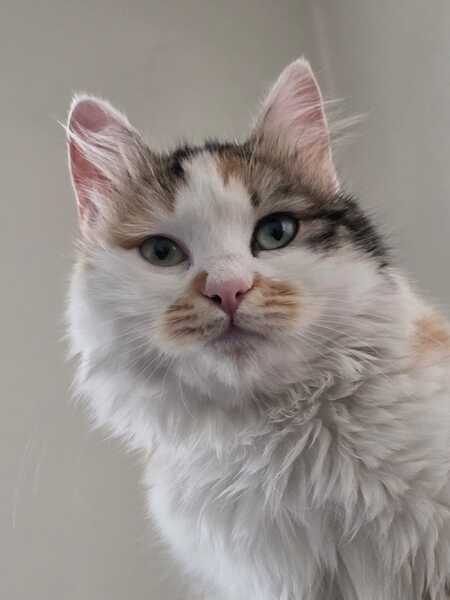 Elsa