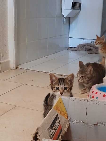 MIELE, SONNIE, SMEG et DYSON