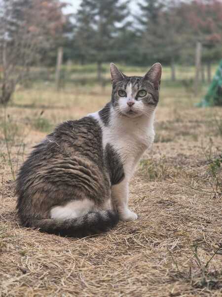 Shiva