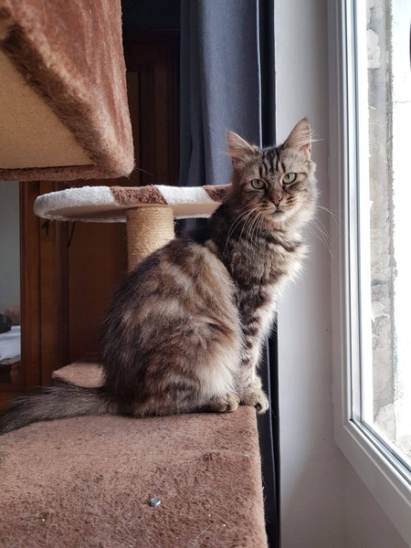 Alteïs