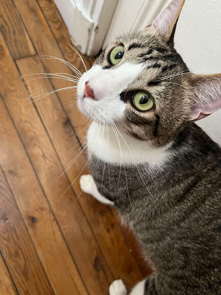 Mango