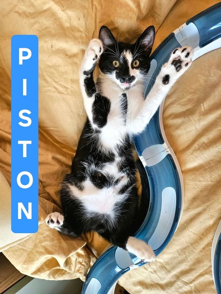 PISTON