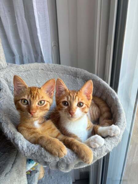Baku et Baloo
