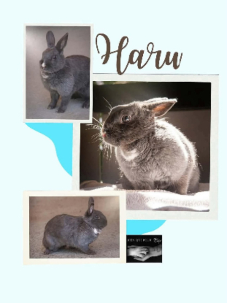 Haru