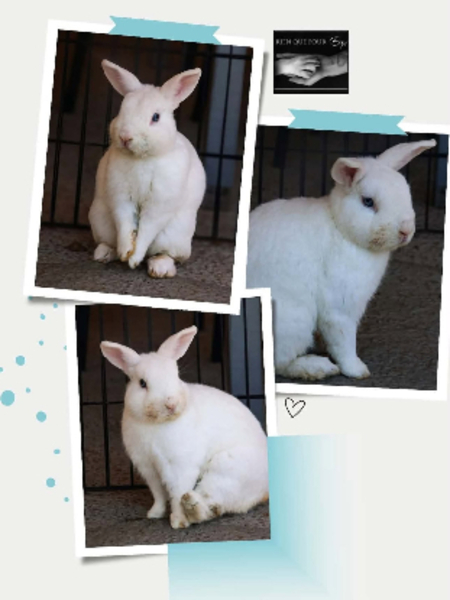 Shiro