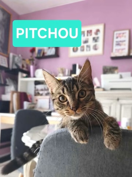 Pitchou