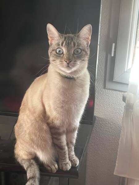 Simba