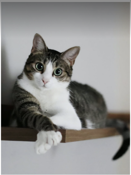 Maya