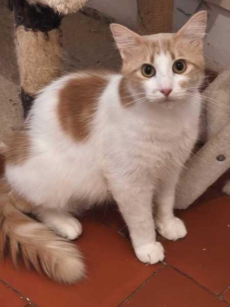 Pepito